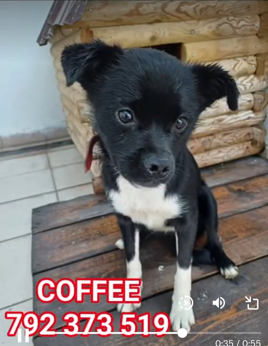 COFFEE🐶🙏🏡🆘Ani jednego📞 w sprawie tej maleńkiej ok. rocznej Kruszynki😥 DZIECIŃSTWO SPĘDZONE NA POLU😭💔Wraz z matką odłowiona za pomocą klatki-łapki. Jej mama AMI już znalazła 🏡, a Coffee wciąż czeka😢
Szczytno☎️792-373-519