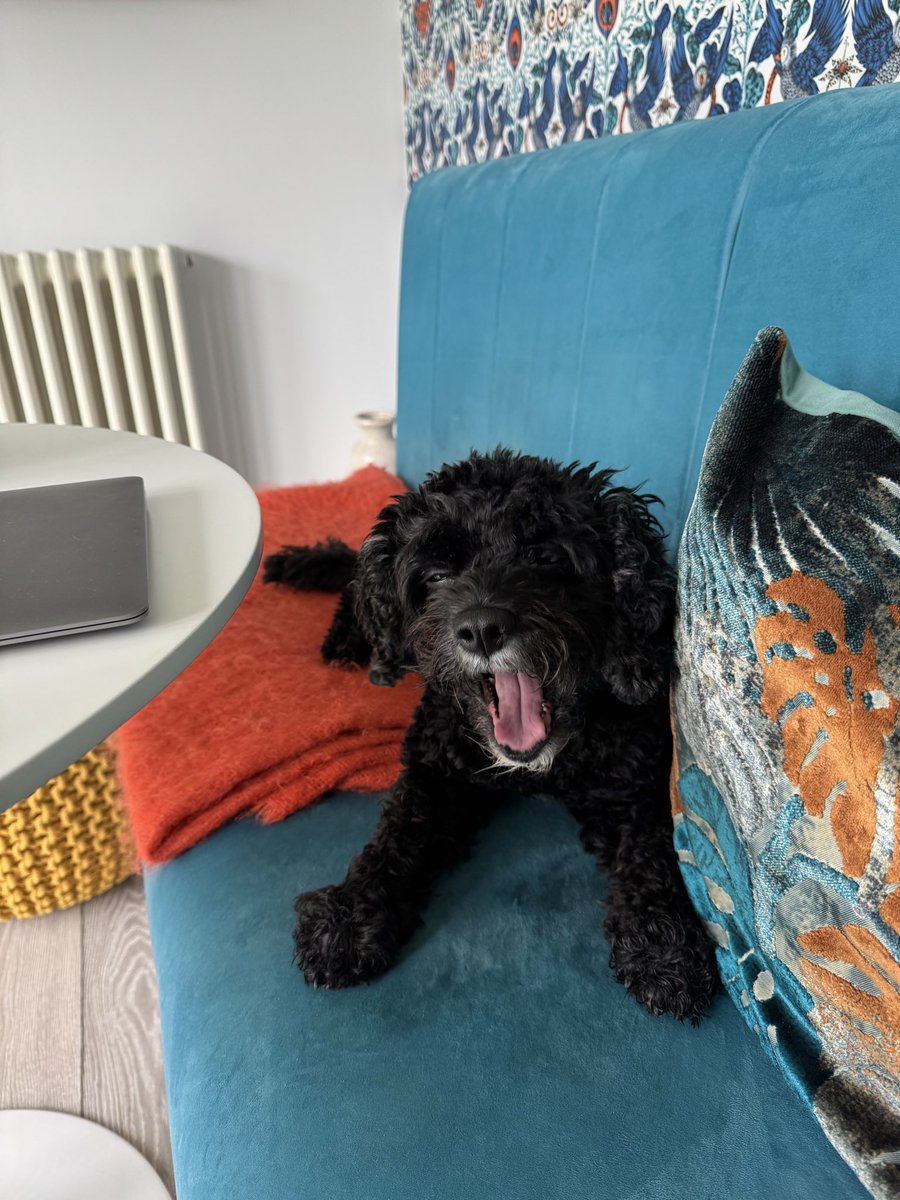 Weekend at home and autumn has arrived 🍁🍂
#vera🐶
#DogsOnX
#TwinsiesOnTwitter