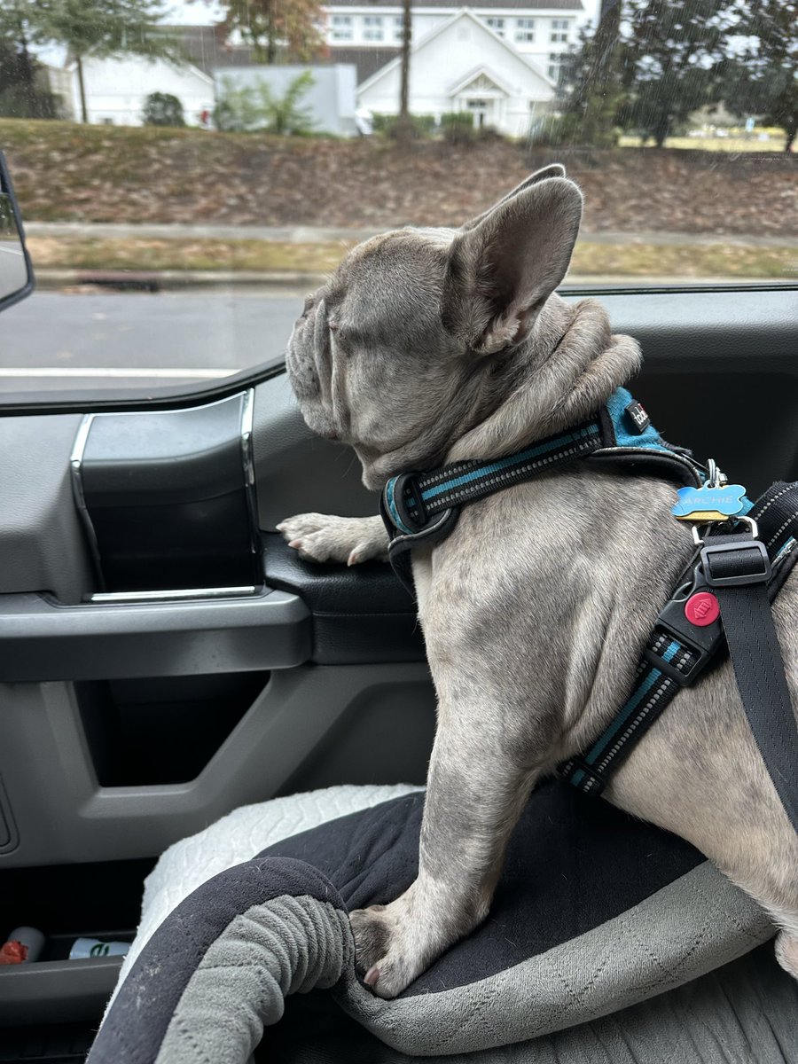 Mt shotgun rider #ArchieBoy chillin' with his paw on the arm rest.