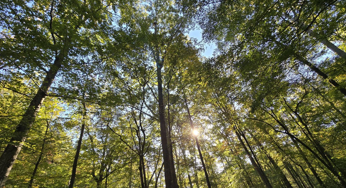janellemusick's tweet photo. A walk in the forest will set a lot of things right. https://t.co/HN6cdUUbVV