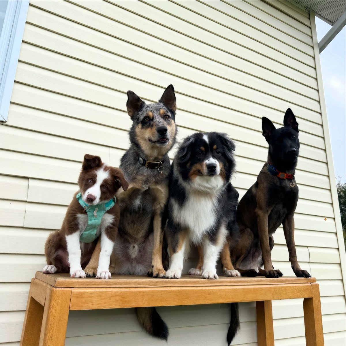 Show me your dogs. Here are mine!