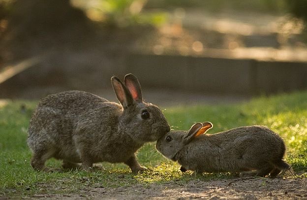 Bunnies's tweet image. 