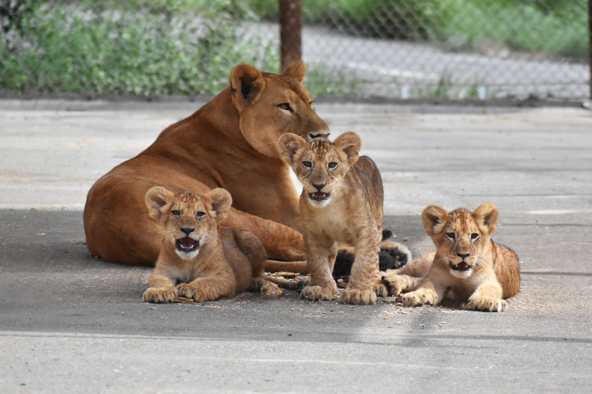 群馬サファリパーク【公式】 on X: 