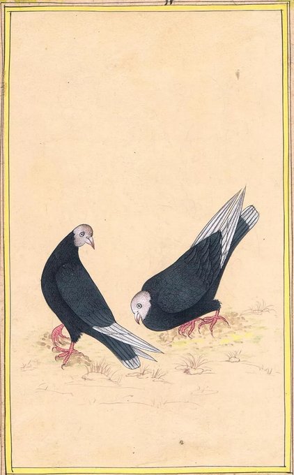 Pigeon courting ritual. 
Painting. 
Mughal India, circa 1660.