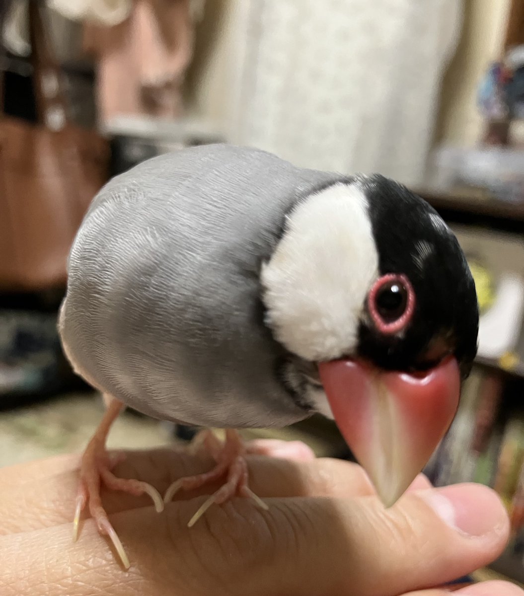 おはようございます☁️
月曜日は大体出勤なので前日にケツ曜日写真を撮ってます😊

🍑「おちりハンターだッピ🌱」

それではいってきます٩( 'ω' )و

#文鳥 
#ケツ曜日