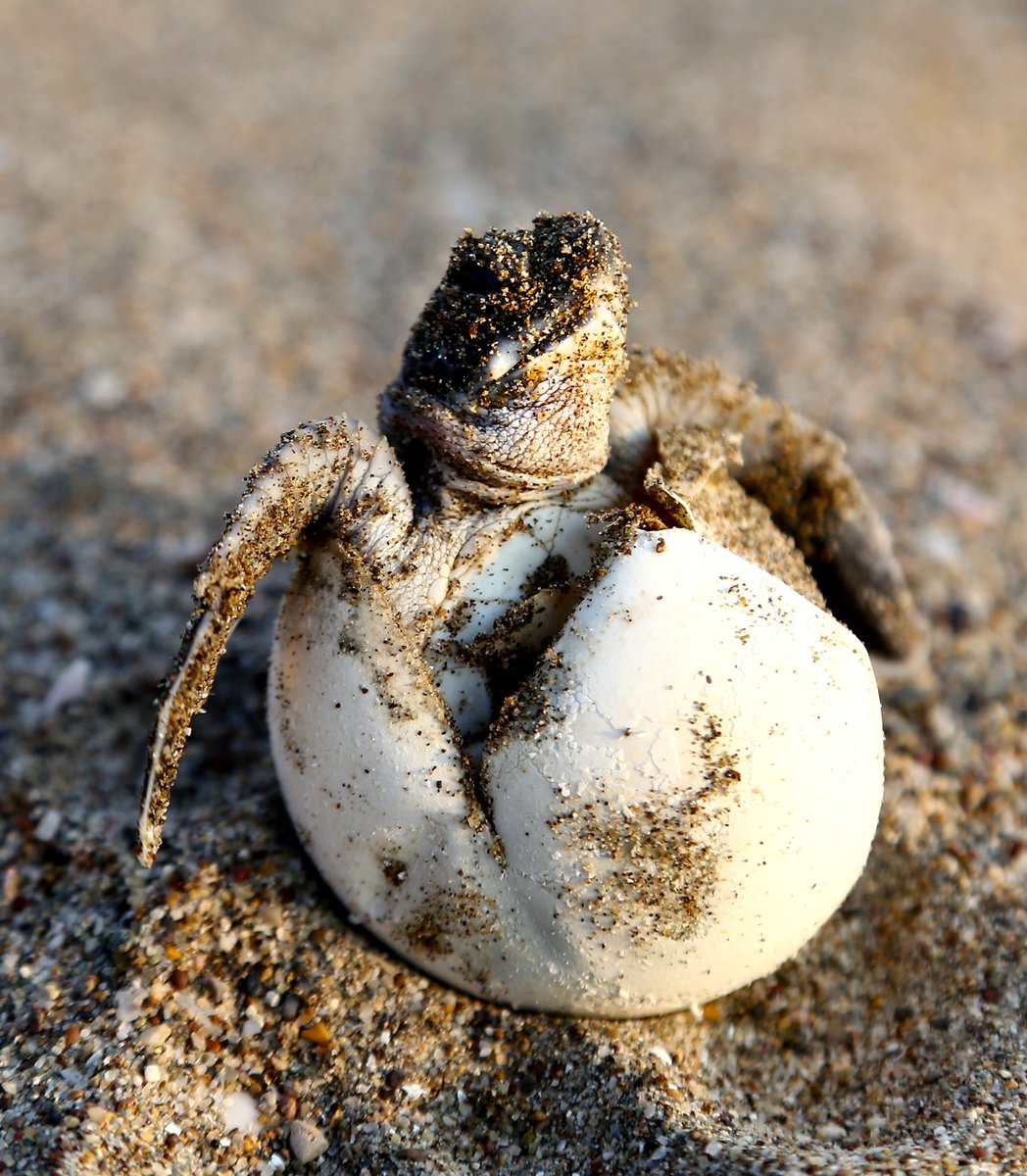 stephanietara's tweet image. ❤️BABY SEA TURTLE DREAMS😶‍🌫️ OF HOME!❤️
🌟Triumphant~USAToday
🌟Gorgeous watercolors~Kirkus
🌟Sweet~HuffP
🌟Captivates~NYT
🌟Onomatopoeia~PW
🌟Courageous~SFGate
🌟Serenades~NGeo
🌟Bravo~WWF
🌟Tranquil~ALA
📚Amazon.com/dp/0989433404 #BookLaunch #NewBook #BookRelease #NewRelease…