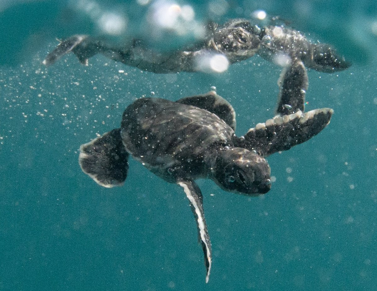 stephanietara's tweet image. 💙BABY SEA TURTLE IS HOME!💙
🌟Triumphant~USAToday
🌟Gorgeous watercolors~Kirkus
🌟Sweet~HuffP
🌟Captivates~NYT
🌟Onomatopoeia~PW
🌟Courageous~SFGate
🌟Serenades~NGeo
🌟Bravo~WWF
🌟Tranquil~ALA
📚Amazon.com/dp/0989433404 #BookLaunch #NewBook #BookRelease #NewRelease…