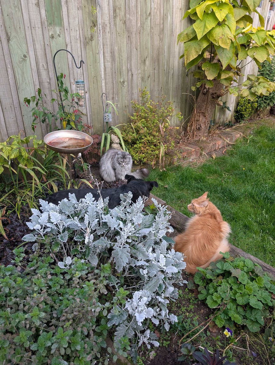 The three amigos enjoying the garden