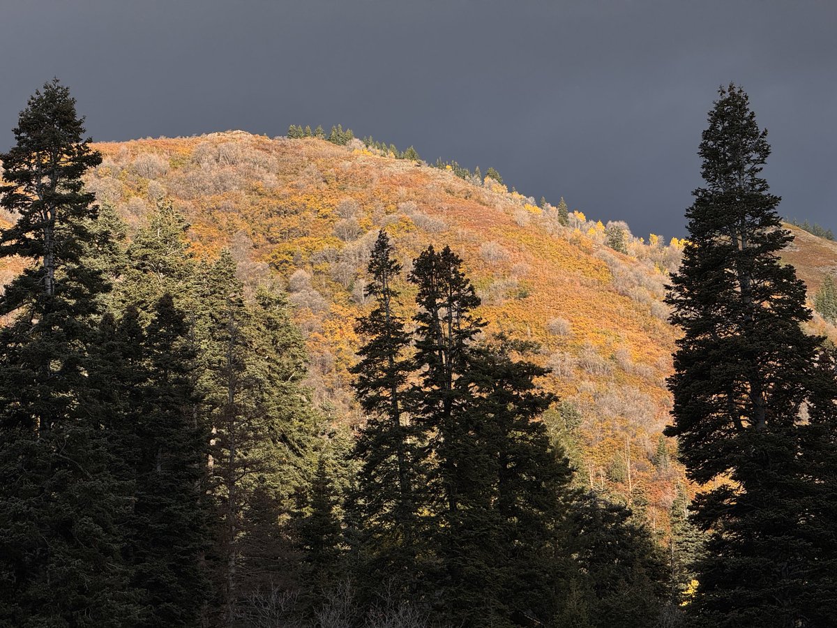 JasonSynaptic's tweet image. Growing up in a country where there wasn’t much of a season change…it never gets old! Winter is almost here in the ‘hood.