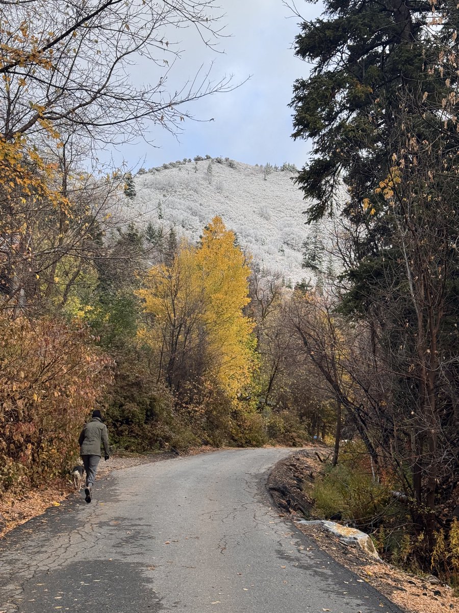 JasonSynaptic's tweet image. Growing up in a country where there wasn’t much of a season change…it never gets old! Winter is almost here in the ‘hood.