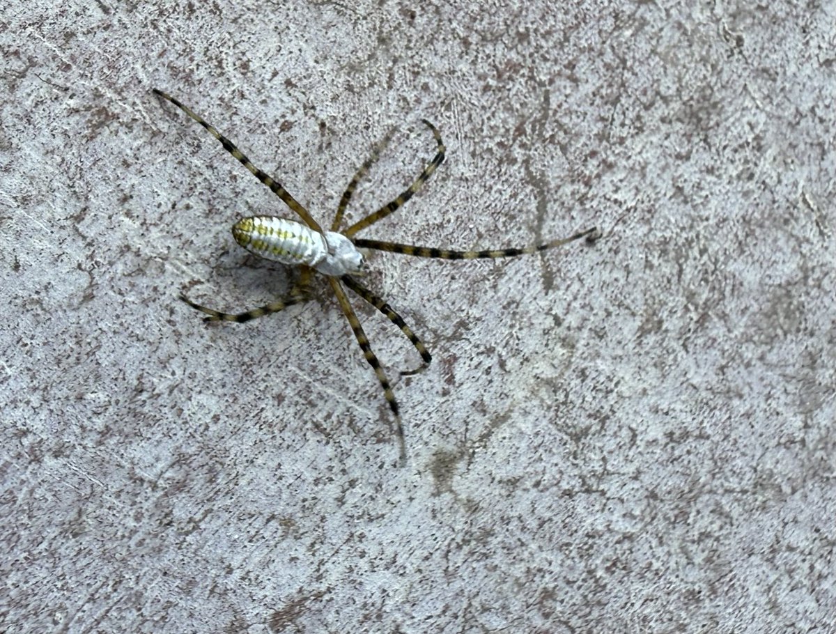 ruwytter's tweet photo. Hola @Arachno_Cosas tengo una nueva huésped en mi terraza. ¿Me podrías ayudar a identificarla y saber si es de riesgo? Estoy en San Miguel de Allende Gto https://t.co/YXdPVjgBzR