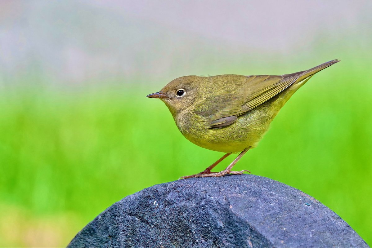 ejbarto1's tweet image. Pre-Nor’easter treat in Lower Manhattan!
Connecticut Warbler(Oporornis agilis)at Trinity Church today(12Oct25).A secretive, ground-foraging migrant with a crisp white eyering and gray hood—on its long trek from boreal Canada to South America. #birdcpp #birdnerd #Nikonphotography