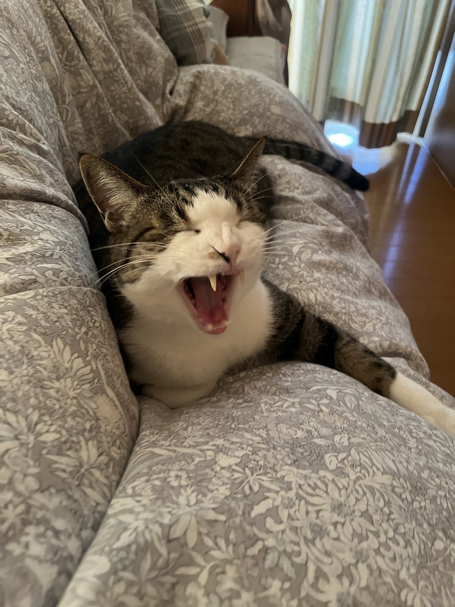 ヒカル、おはようさん🥱🐈
朝ご飯にしようか！🥣