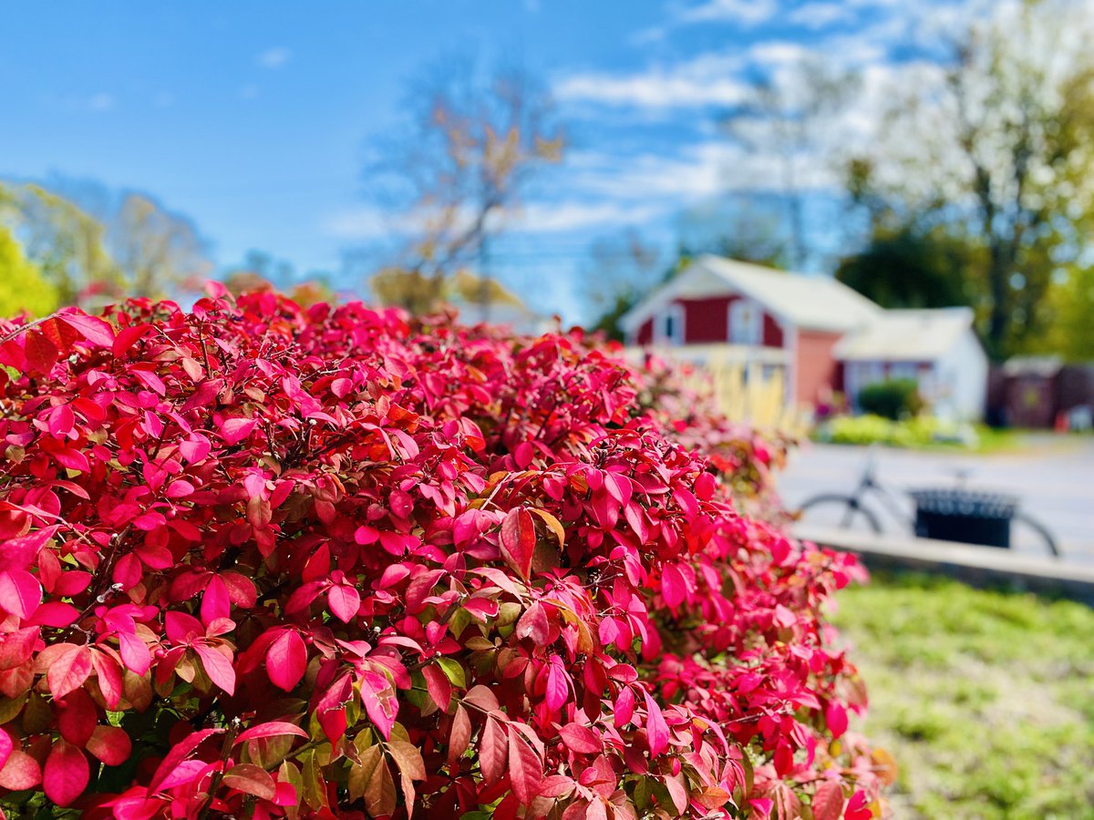 Thanksgiving weekend and it’s actually hot outside…. Not complaining!
#Thanksgiving  and the #Steelers Browns ….. it’s tradition