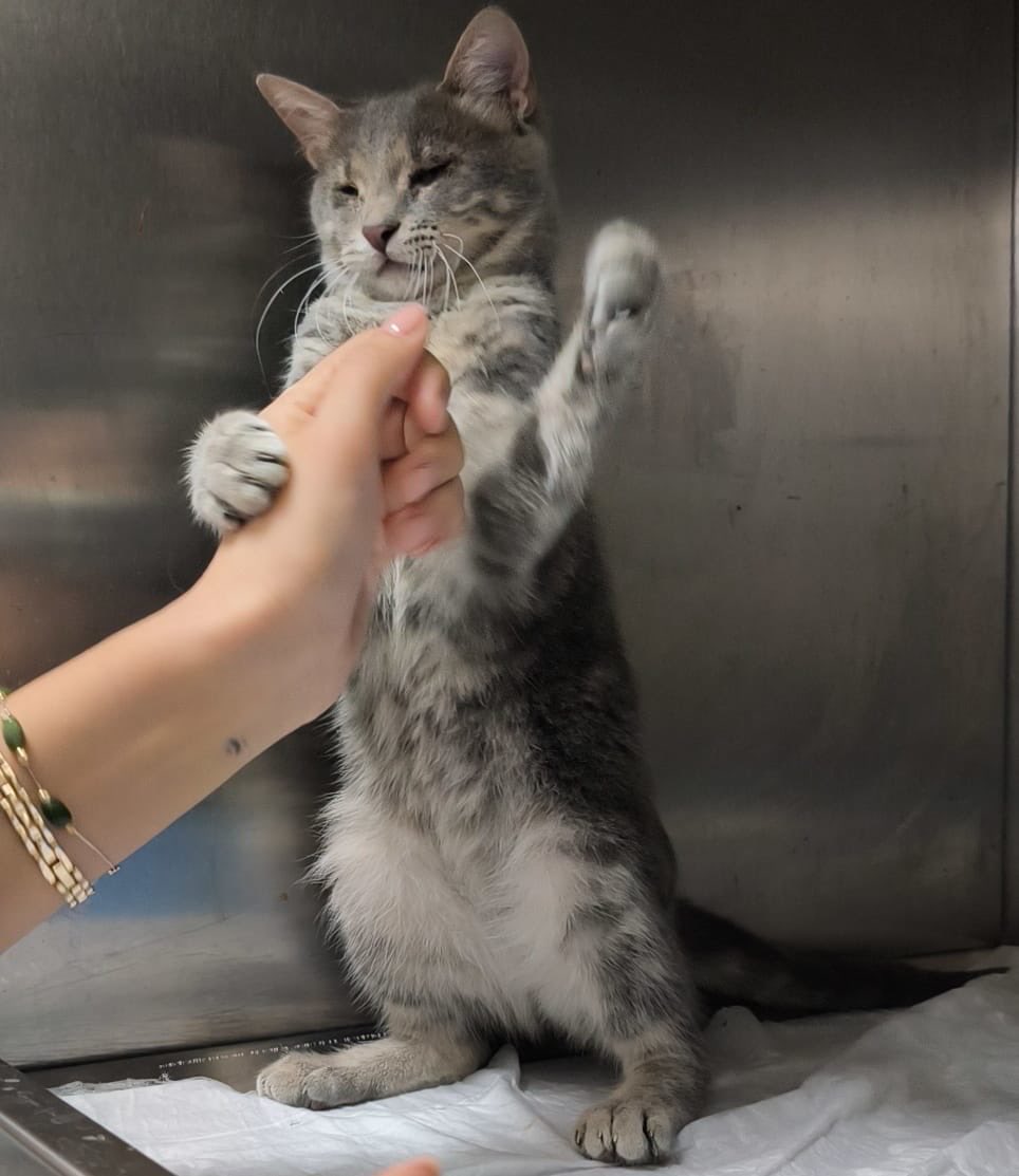 gören 200k kişi hepinisin avzına vurçam hala kafesteyim diyom ya!!