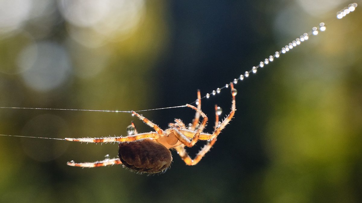 #macrophotography #fujifilm_xseries #raynox