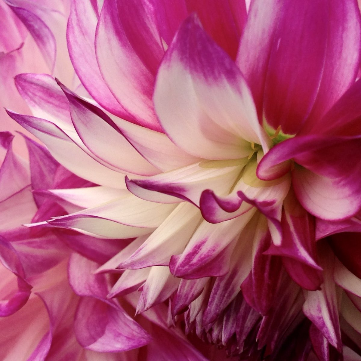 🍀お早う御座います^o^🍀

あなたの為とか
人様の為とか
気負わずに
自分の為にも
笑顔の言の葉を

皆様、今日もニッコリ笑顔で
良い㊗️祭日になる〜
(⌒▽⌒)