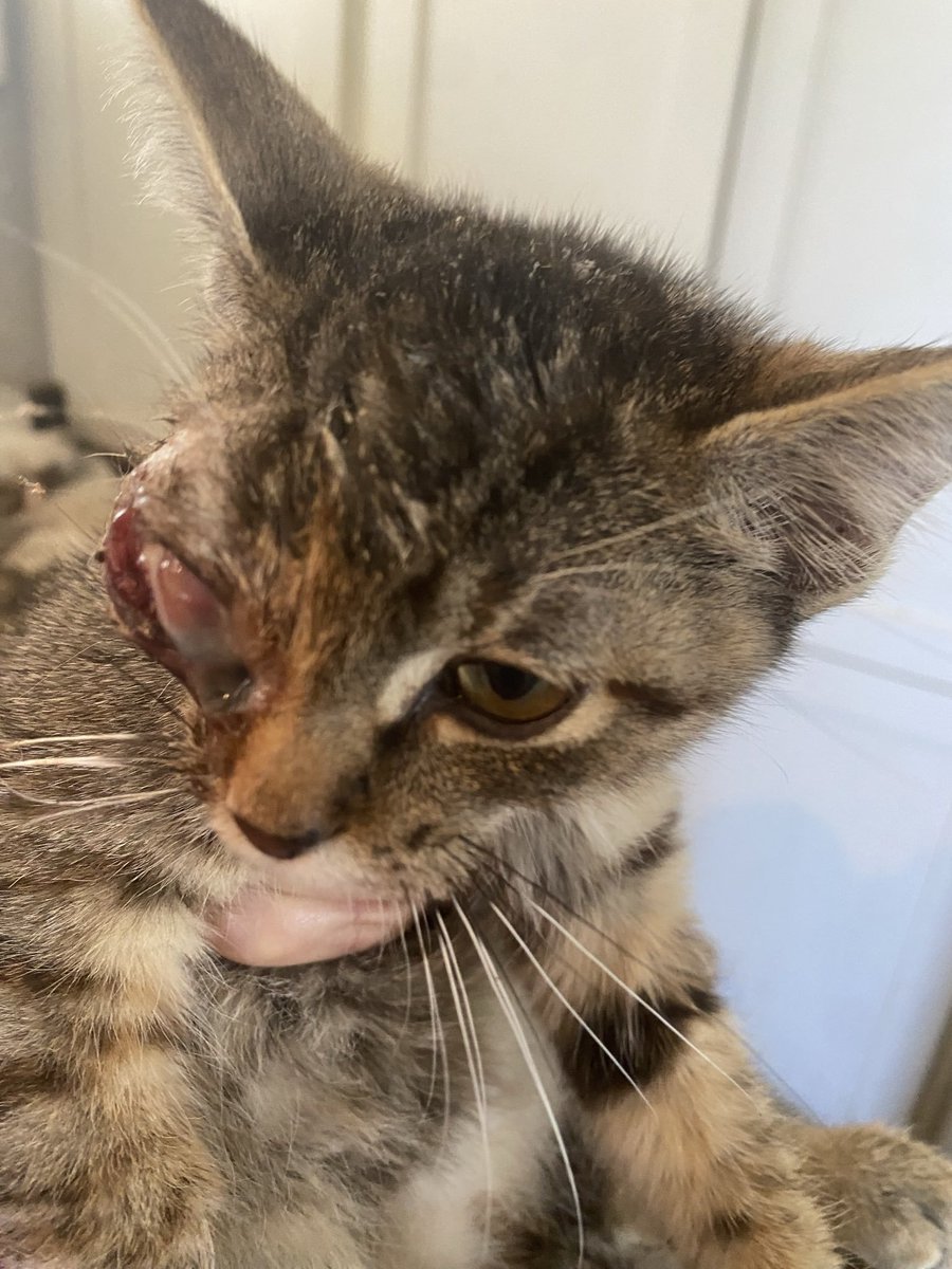 Sandra Cristina (@sandrak93322487) on Twitter photo Ty from the bottom of my❤️for helping Cruella❤️
Donate >pecancreekanimalrescue.org/you_can_help.p…
<a href="/Ajaxfr/">Philippe</a> $5
<a href="/SusanFairweathe/">OutsiderSue</a> $15
<a href="/OrangeCat2/">Jen</a> $50
<a href="/Jemmers52/">Jenny Adams</a> $20
<a href="/sutts109/">Charlie Sutton</a> $50
<a href="/aGODta/">aGODta</a> $100
<a href="/Katya1943/">Catherine</a> $18
<a href="/esthersonny1/">esthersonny</a> $30
<a href="/DustyB122/">DustyB</a> $10
<a href="/cherylkroner/">Cheryl Kroner</a> $25
<a href="/ConnieSjolie/">Connie Sjolie 🟧</a> $5
<a href="/Loriss65/">Lori Singer Meyer</a> $100 Ty from the bottom of my❤️for helping Cruella❤️
Donate >pecancreekanimalrescue.org/you_can_help.p…
<a href="/Ajaxfr/">Philippe</a> $5
<a href="/SusanFairweathe/">OutsiderSue</a> $15
<a href="/OrangeCat2/">Jen</a> $50
<a href="/Jemmers52/">Jenny Adams</a> $20
<a href="/sutts109/">Charlie Sutton</a> $50
<a href="/aGODta/">aGODta</a> $100
<a href="/Katya1943/">Catherine</a> $18
<a href="/esthersonny1/">esthersonny</a> $30
<a href="/DustyB122/">DustyB</a> $10
<a href="/cherylkroner/">Cheryl Kroner</a> $25
<a href="/ConnieSjolie/">Connie Sjolie 🟧</a> $5
<a href="/Loriss65/">Lori Singer Meyer</a> $100