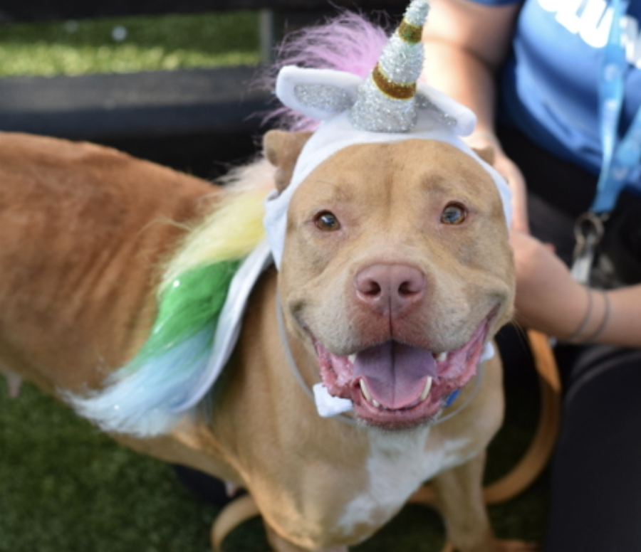 BeeDoDoobieDo's tweet image. 🪙Pretty PENNY
looking to turn some heads
with her unicorn🦄costume🩷🩵💛🤍
Somebody notice her, she needs outta the shelter
and into peace and quiet, love and happiness.
Queens ACC ~ #AdoptAShelterDog in need🌸🩷🌸