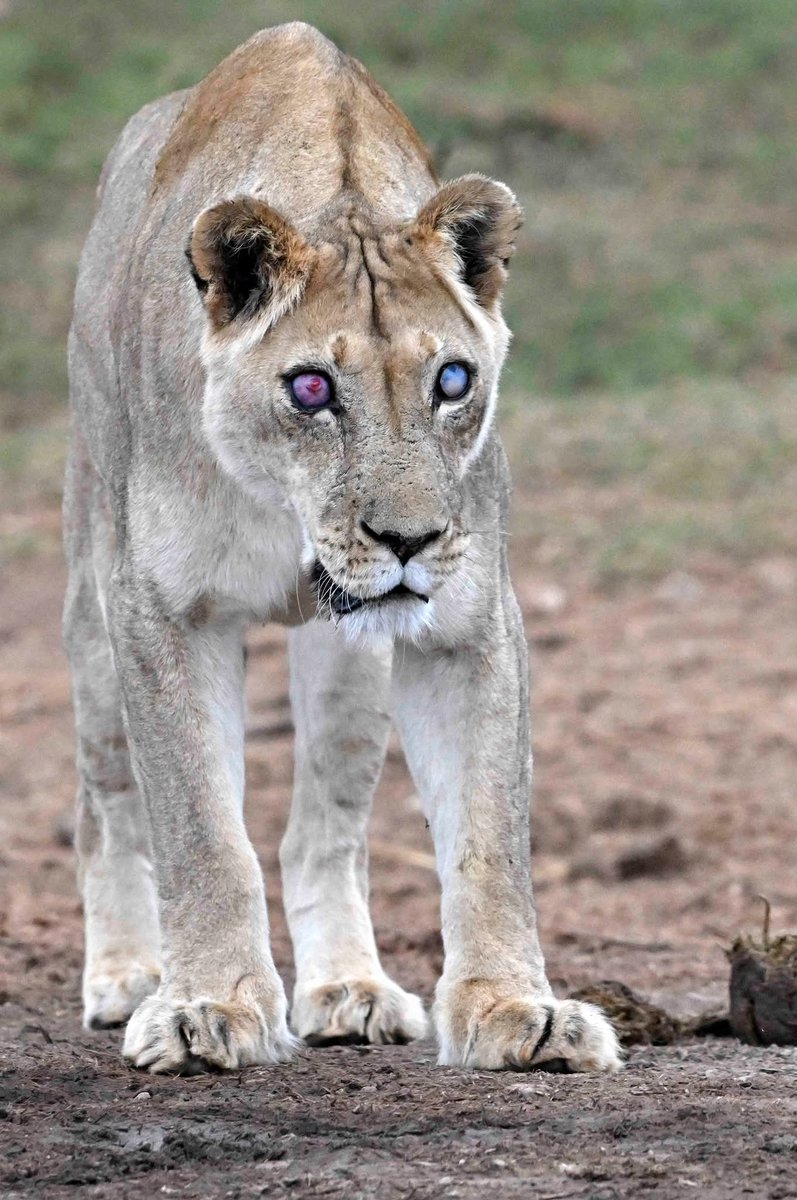LionSightings's tweet image. This blind lioness has survived for 5 years!

Josie, a 17-year old legendary lioness in Addo National Park. She’s been blind for 5 years but has been thriving with assistance from her 2 daughters. It’s a living miracle! 

Addo Elephant National Park.
📸  Anne Laing 
#lion #blind