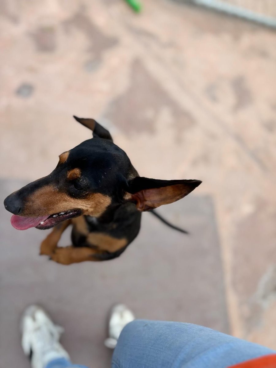 phlare's tweet image. The dog boarding place that I’m using is sending me the cutest pictures of the puppies. #Dachshund #PeterPiper #HoneyPickles