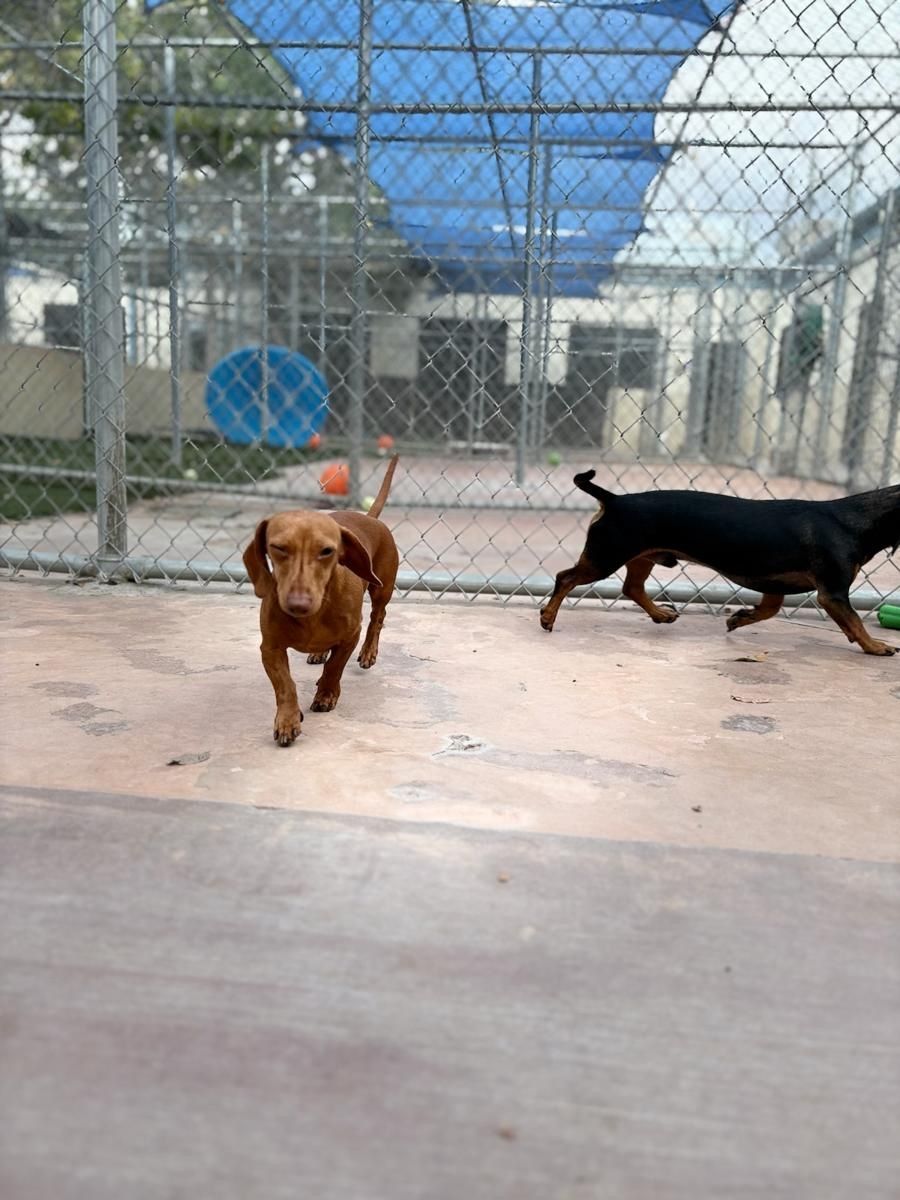 phlare's tweet image. The dog boarding place that I’m using is sending me the cutest pictures of the puppies. #Dachshund #PeterPiper #HoneyPickles