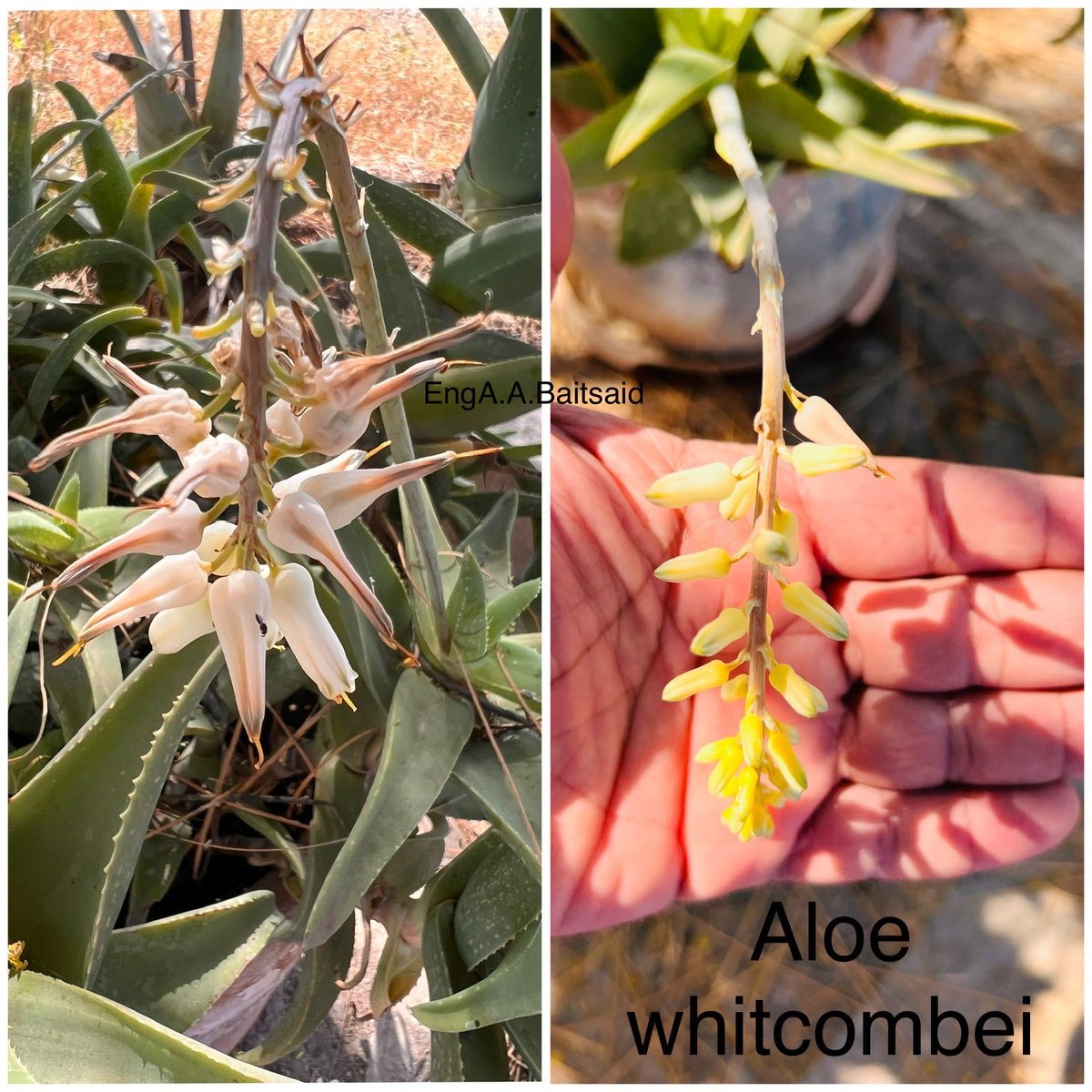 نبات طووف إلون  من ظفار في منطقة شعت بولاية رخيوت.                      Aloe whitcombei