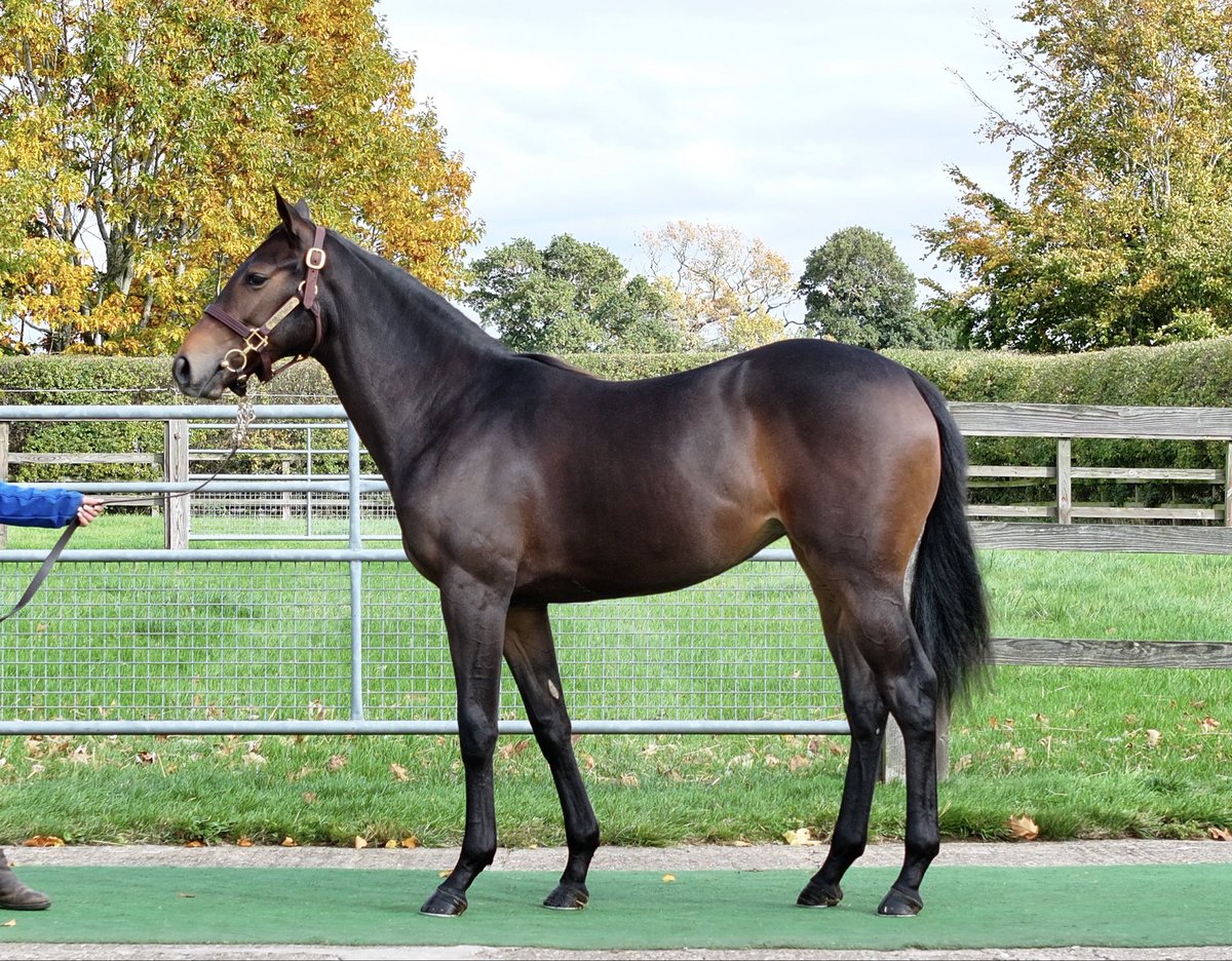 Car Colston Hall Stud tweet media