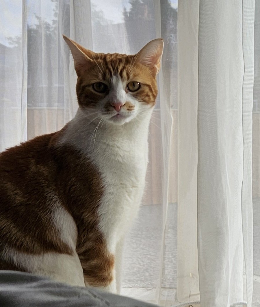😍💕🐈 Goodnight to all my fur friends sweet dreams 💤 love from Rusty 🐈💕😍

#CatsOfTwitter #CatsOnTwitter #Cat #cats #CatsAreFamily
