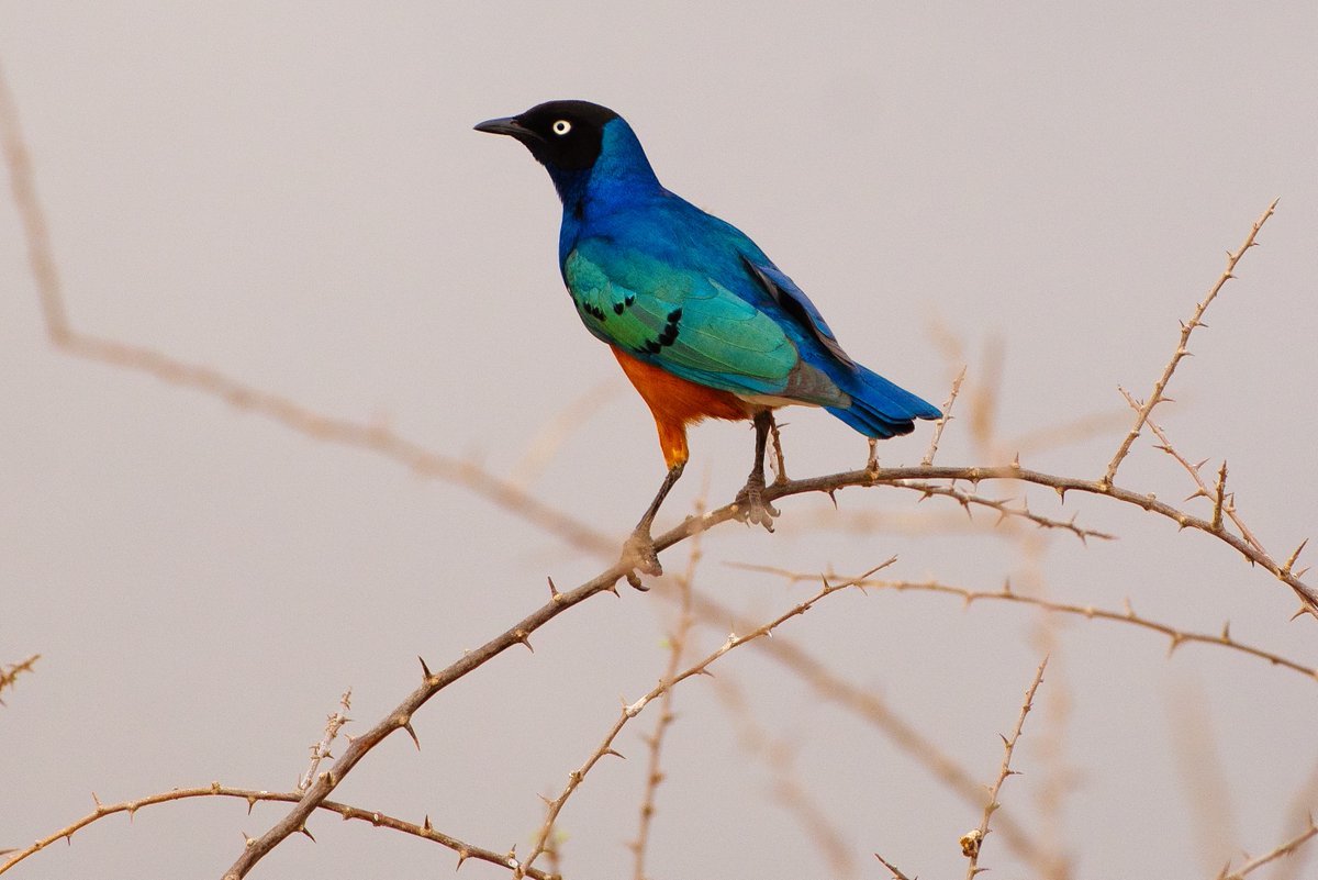 DiaryPianoGirl's tweet photo. Truly the SUPERB Blue Starling of Africa💞 https://t.co/ifrTlnwmgO