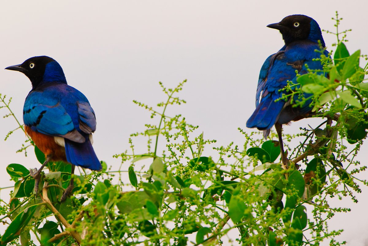 RobynsongMusic's tweet photo. Two SUPERB Blue Starlings of Africa💞 https://t.co/zdmxmkbjxw