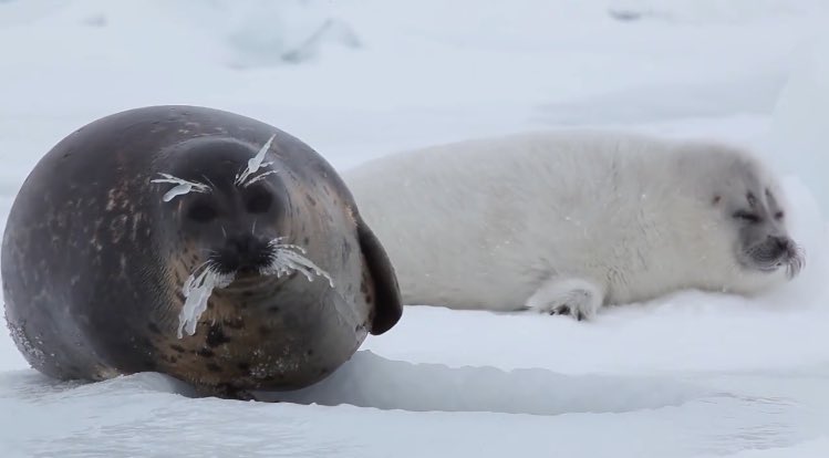 Let’s be icy with mama
