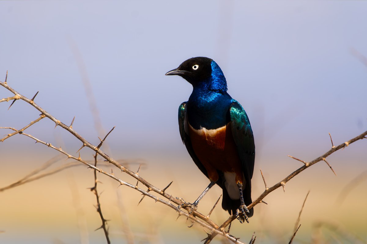 RobynsongMusic's tweet photo. The Superb Blue Starling of Kenya and Tanzania💞 https://t.co/Xq7vOwOoJz