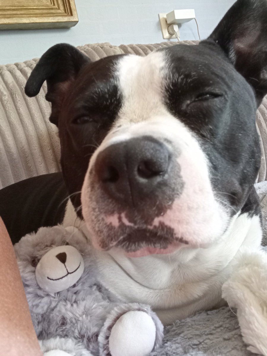 zillaangel's tweet image. Mijn lievert skilo is vrijwilliger geworden bij Waalbrug in Papendrecht bij mensen met dementie

Mensen vinden het helemaal geweldig en skilo word er super blij van
#dementie