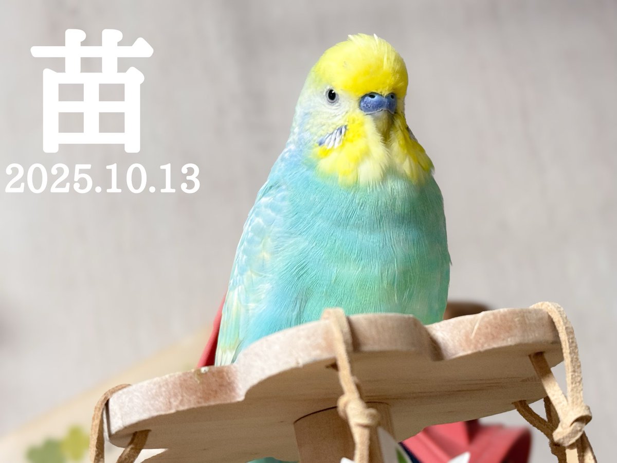 Tweet media one