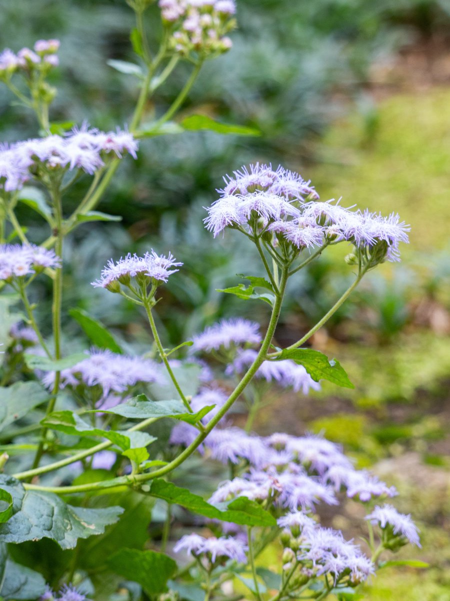 おはようございます。♪

今日も佳き日でありますように、素敵な一日をお過ごし下さい。

photo : 10/5、上野東照宮ぼたん苑『ダリア綾なす秋の園』

#TLを花で一杯にしよう

昨日も沢山ありがとうございました。🙏

本日も宜しくお願いします。🤲