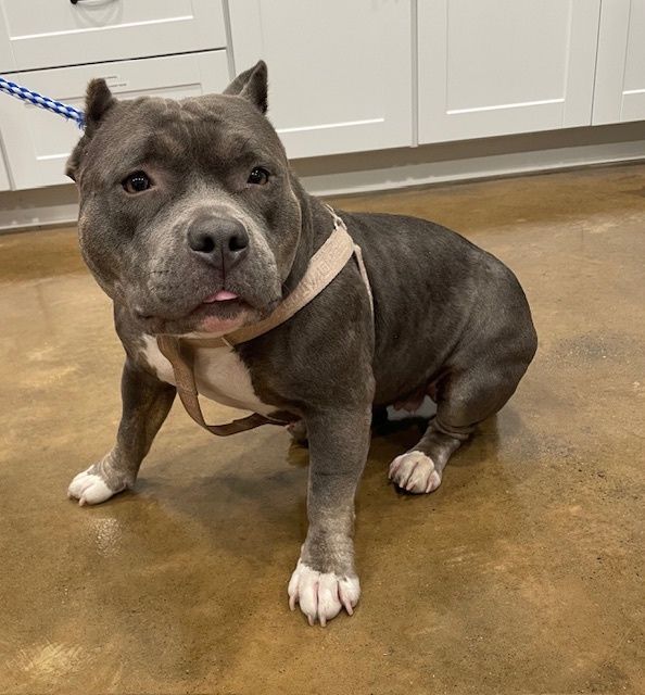 SNAPspayneuter's tweet image. 🐾 This beautiful chonker got neutered at SNAP! 💙
He’s living his best drama-free life now — happier, healthier, and helping reduce pet overpopulation.

Support spay &amp;amp; neuter: snap-sandiego.org

#SNAPSanDiego
 #SpayNeuterSavesLives
 #DogsofSanDiego