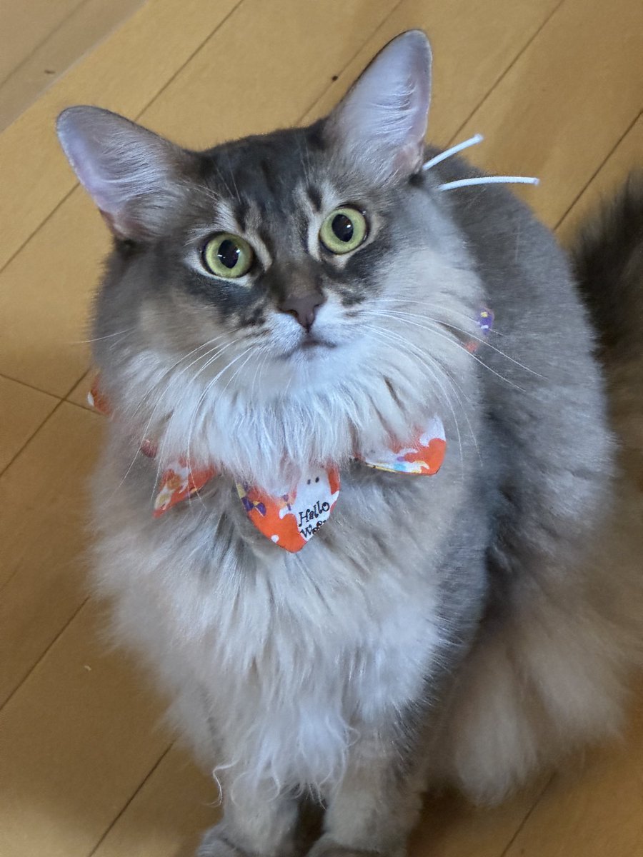 メーラからおはようございます♪
👻になっちゃうの
少し早いけどハロウィン🎃

今週もよろしくお願いいたします✨

#ソマリ
#ソマリブルーシルバー
#猫可愛い