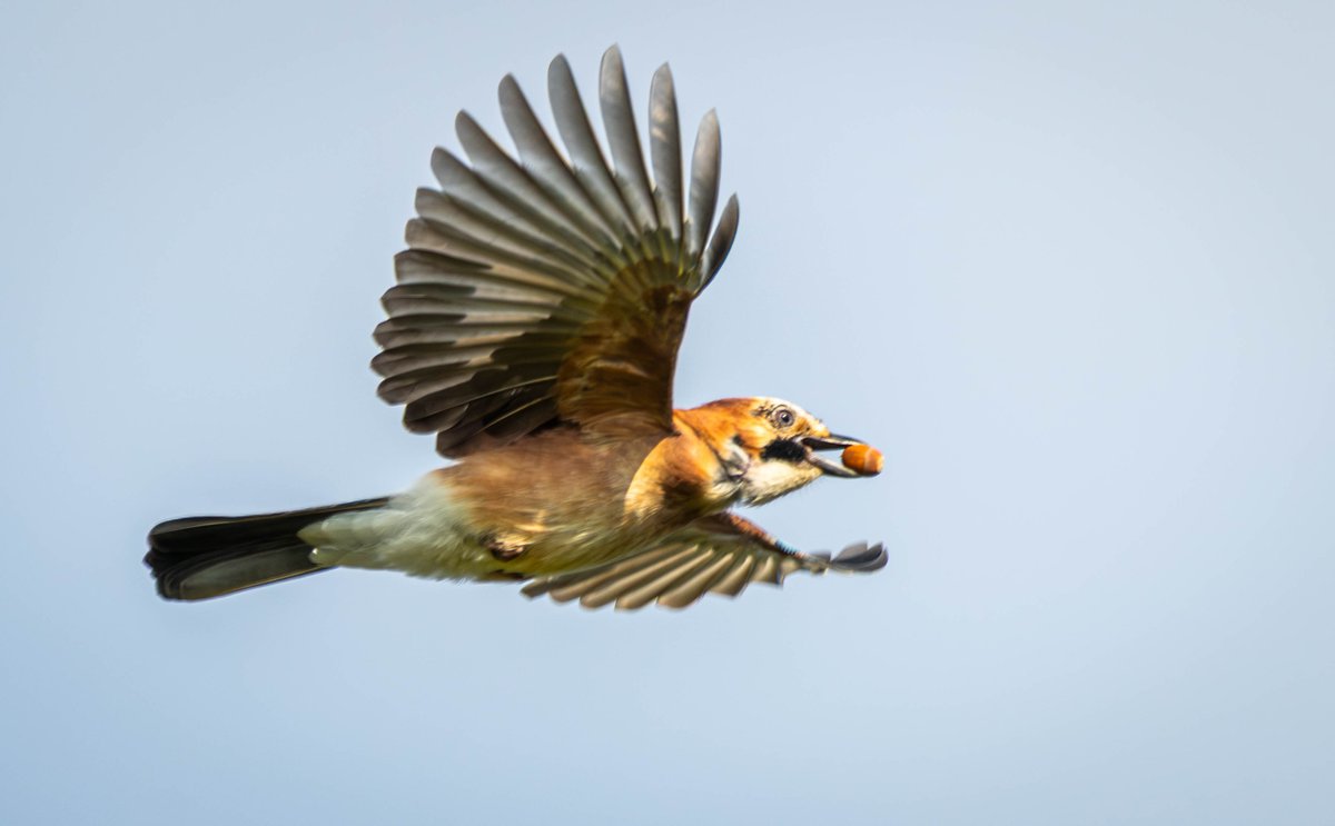 Allan Burrows tweet media