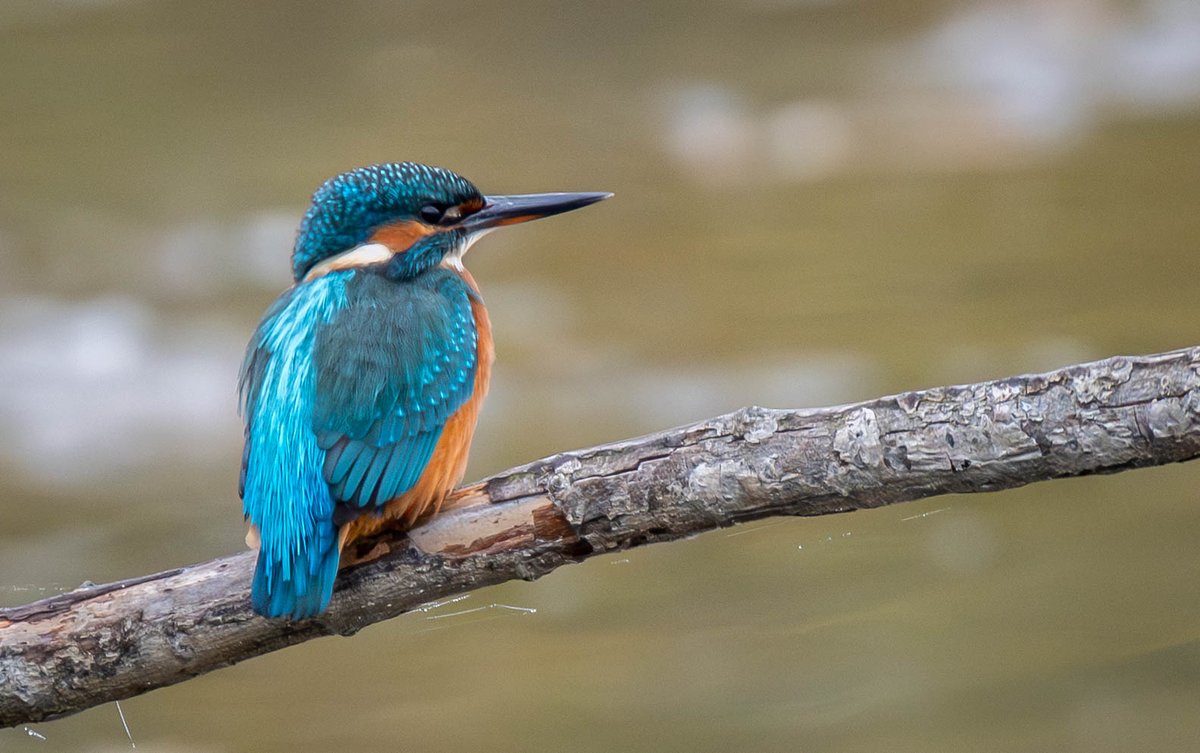 Allan Burrows tweet media