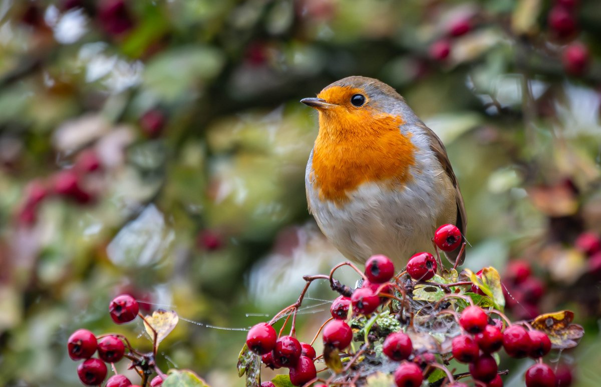 Allan Burrows tweet media