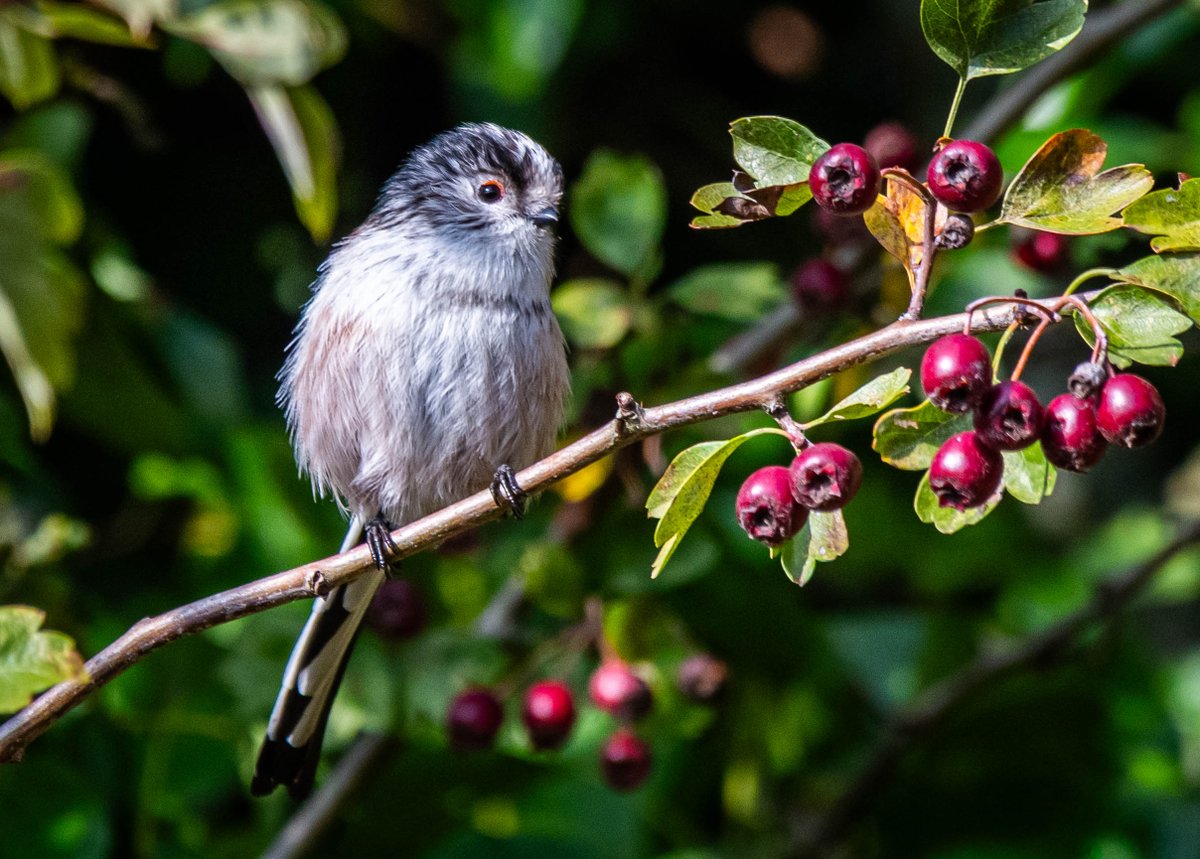 Allan Burrows tweet media