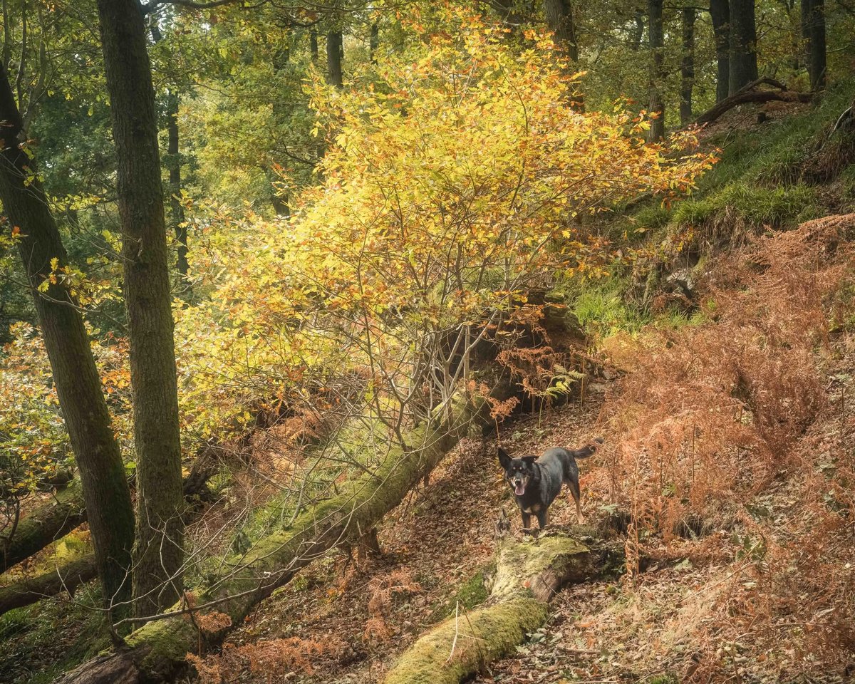 SimonGreer11's tweet photo. Autumnal stick chasing in Dunkeld with the boy child today 😀 https://t.co/eV1ukaMHbK