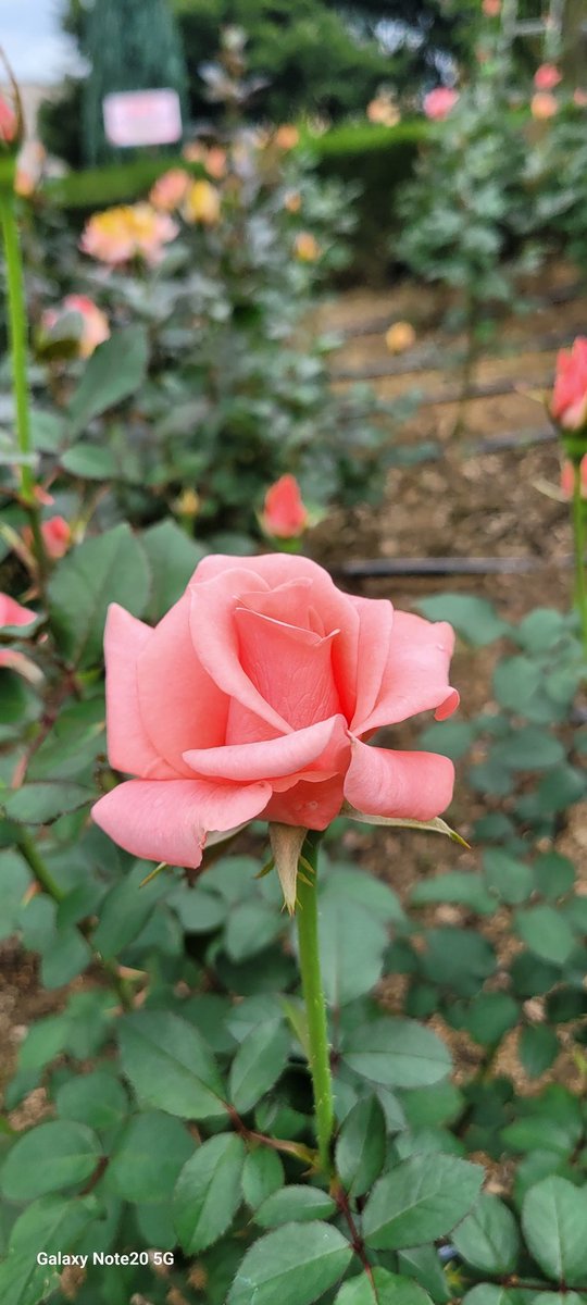 2025 HAPPYJIMINDAY
#여전히앞으로도_지민이랑
#지민이와우리의계절
#오늘은_세계_지민의날