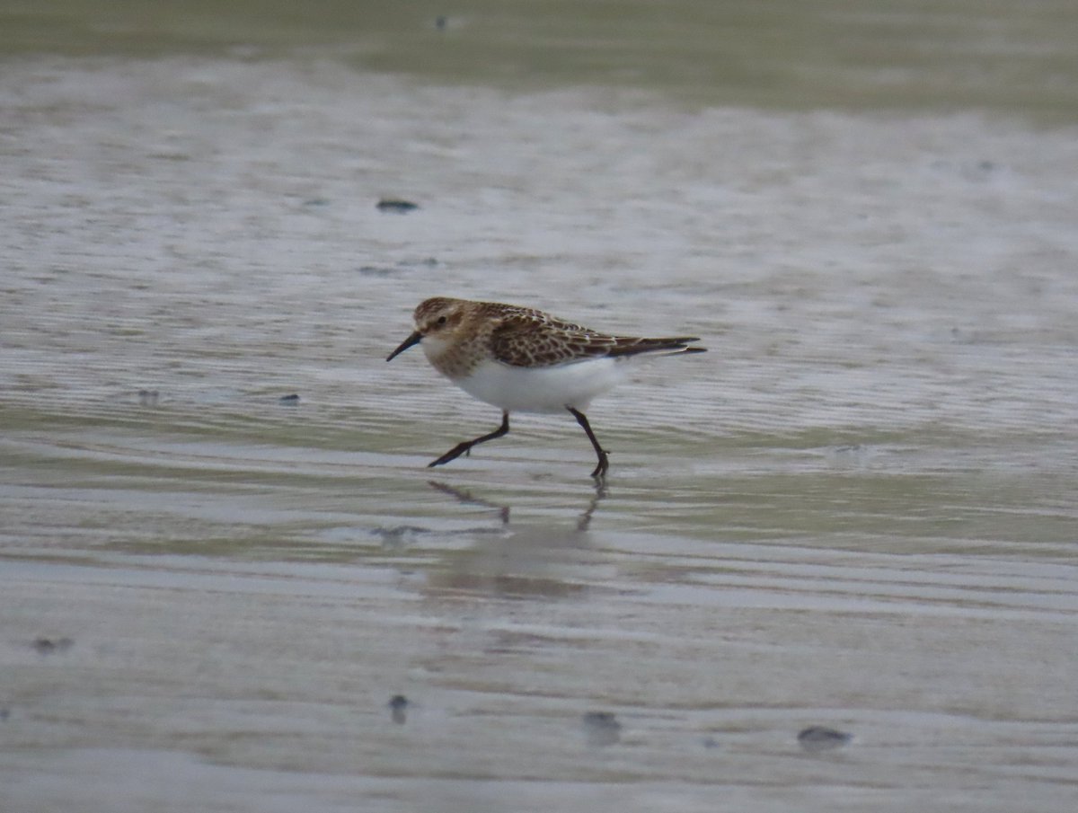 After all the time I'd spent in bright sunshine on all my trips this year, it was mildly frustrating not to get better shots than this of the Baird's Sandpiper I found on blustery South Uist last week in poor light. One day, I'll get me a proper camera...