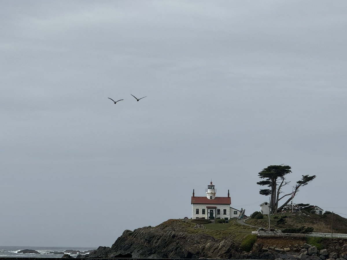 LaLa_CarpeDiem's tweet photo. Day 30.  On the road “Again”. Cresent City, Eureka, Ft Bragg, and Mendocino.  Giant Redwoods, Paul Bunyan, Clam Chowder, Sharks, Seals and Elk on the sightseeing tour today.  Live Now -  Let’s Go

https://t.co/GDoEDULKyY https://t.co/EdtiBQTxdp
