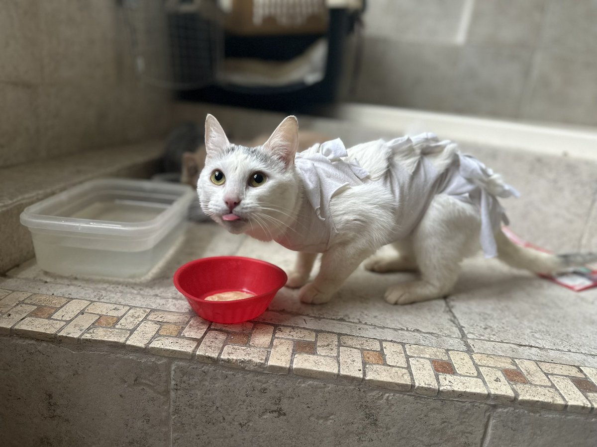 Ya estoy vacunada y esterilizada. Salí negativa a sida y leucemia. Tengo ojos verdes preciosos y un color blanco muy lindo

Miren aquí estaba con mi faja de 🦇 porque me acababan de esterilizar

Si quieres saber más de mi o adoptarme mándale mensaje a Alina 🤗 estamos en CDMX