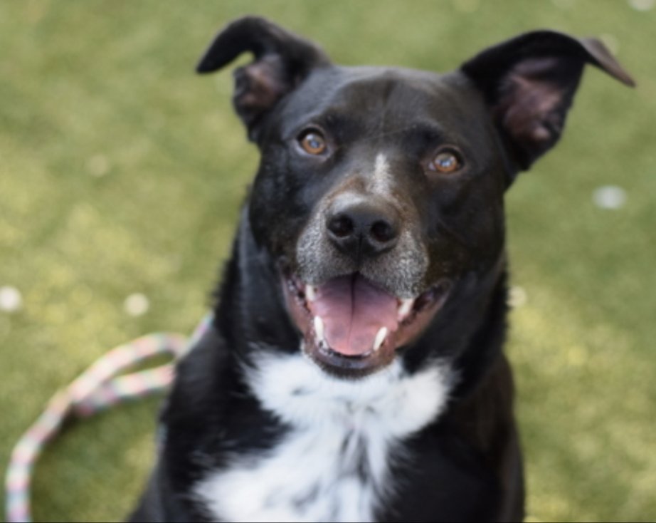 BeeDoDoobieDo's tweet image. TITAN 🖤🔲🖤
Black & White cookie, ready to serve up F-U-N and tail wagging love with the human who saves his life🤞🏼♥️
#27DaysInShelter 🖤Titan is full of adventures to share and #UntoldTails to be had. 🔲 Are YOU 🫵🏼worthy❓
Find this dreamboat in Queens ACC, but don't hesitate!…
