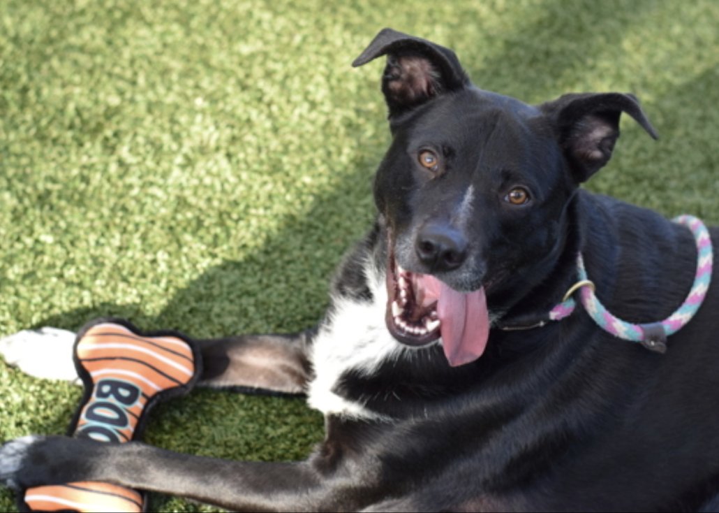 BeeDoDoobieDo's tweet image. TITAN 🖤🔲🖤
Black & White cookie, ready to serve up F-U-N and tail wagging love with the human who saves his life🤞🏼♥️
#27DaysInShelter 🖤Titan is full of adventures to share and #UntoldTails to be had. 🔲 Are YOU 🫵🏼worthy❓
Find this dreamboat in Queens ACC, but don't hesitate!…