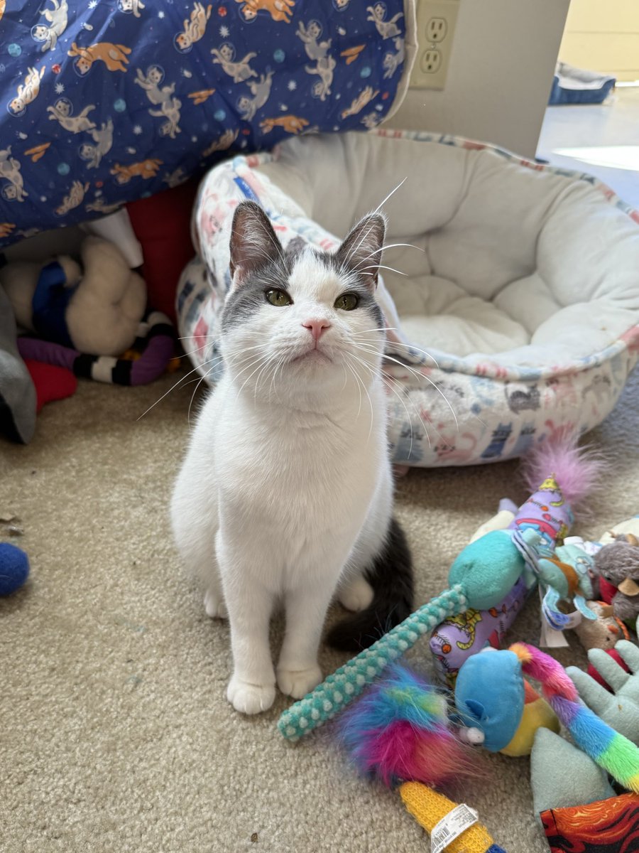 feederofcats's tweet image. I told Wonton she has to go through her 1 million toys and donate some to the rescue. I think she&apos;s going to kill me in my sleep